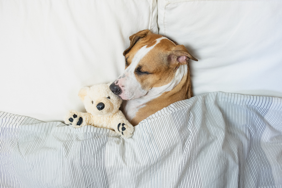 Magnesium for Better Sleep: How This Essential Mineral Supports Restful Nights